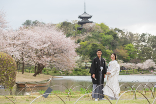 桜咲き誇る三渓園