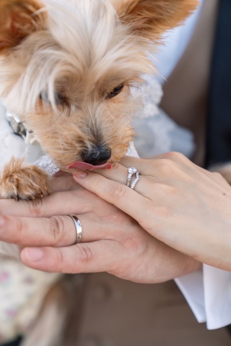 ワンちゃんと一緒に photo by Seiji Nishimori