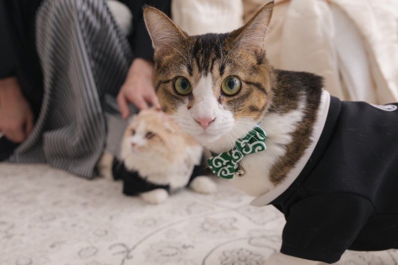 STUDIO AQUA 横浜みなとみらい店(スタジオAQUA)_ペットと一緒に撮影できる