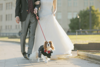 ペット撮影(ロケーション撮影限定)