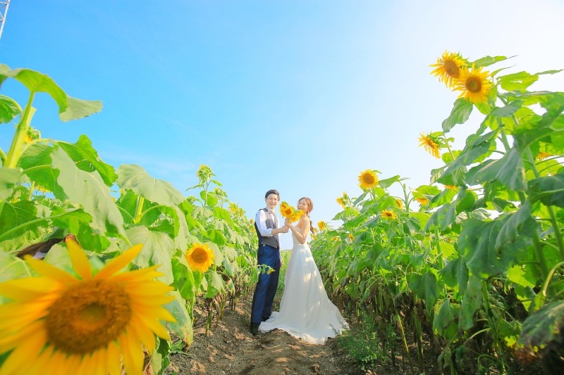 ひまわりの約束 撮影日 年8月6日 花ひろば Studio 8 Decollte Company 愛知県でフォトウェディング探すならphotorait