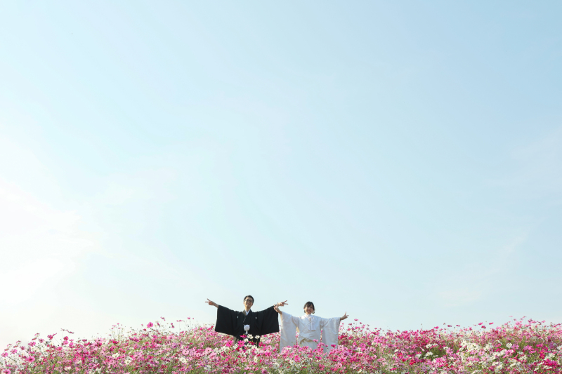 コスモス畑ロケーション