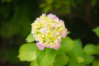 新緑大仙公園ロケーション
