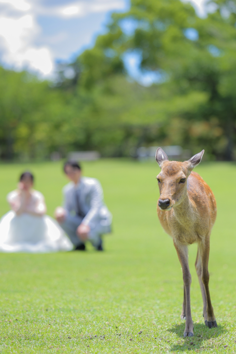 今回は奈良のロケーション撮影についてです!