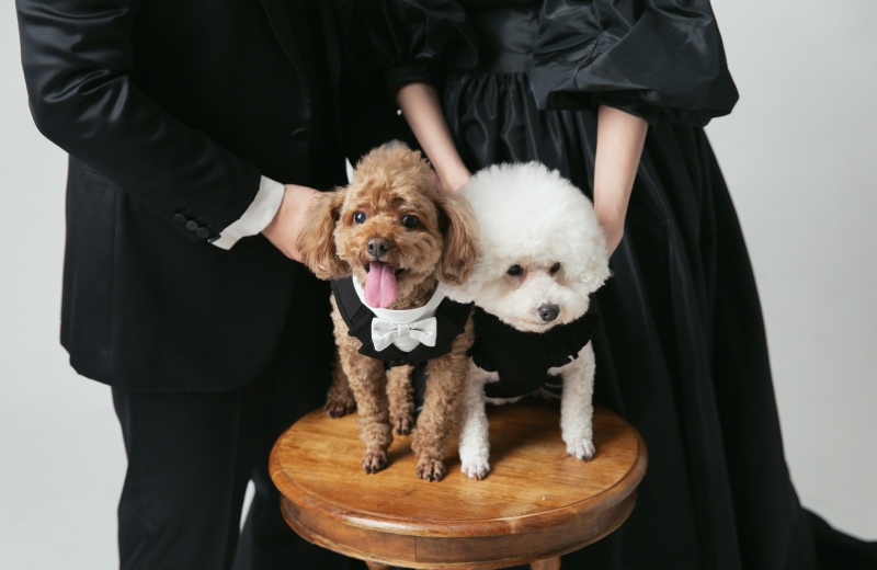 ここでワンちゃん