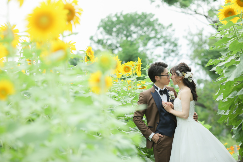 ひまわり満開！