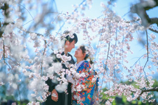 晴れた桜の日に