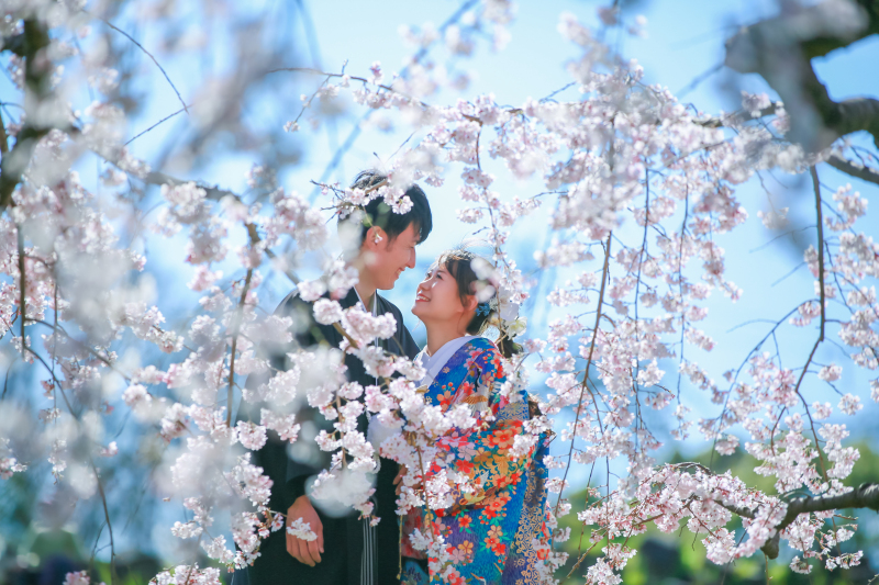 晴れた桜の日に