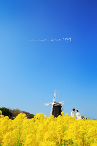 菜の花と青い空と二人と