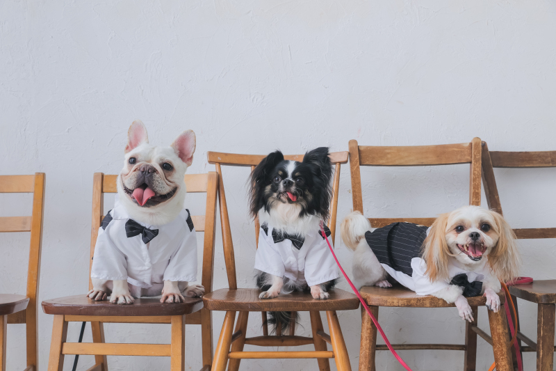 ワンちゃんたちのスリーショット・:*