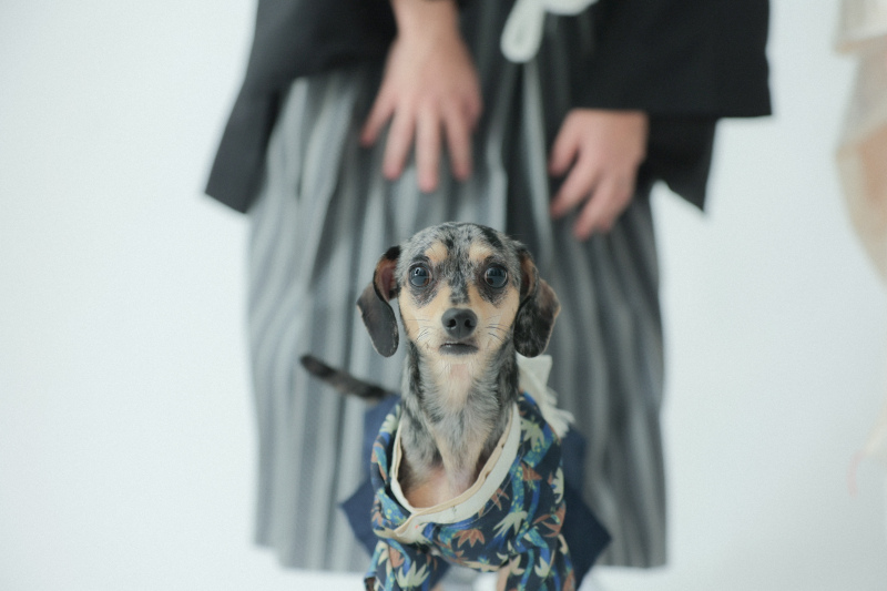 和装ハウススタジオ