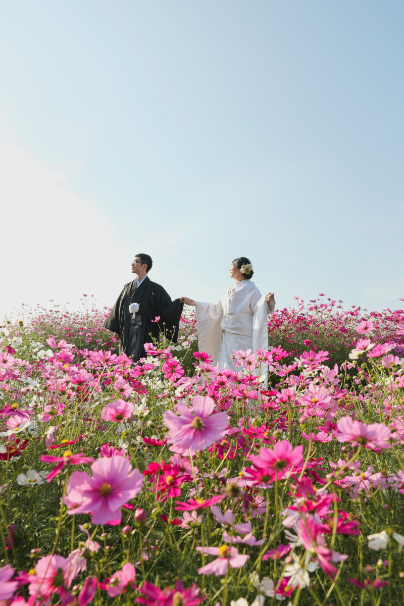 コスモス畑