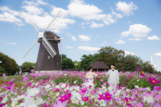 コスモス満開！夢の様なロケ撮影in鶴見緑地