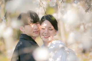 桜満開！大仙公園