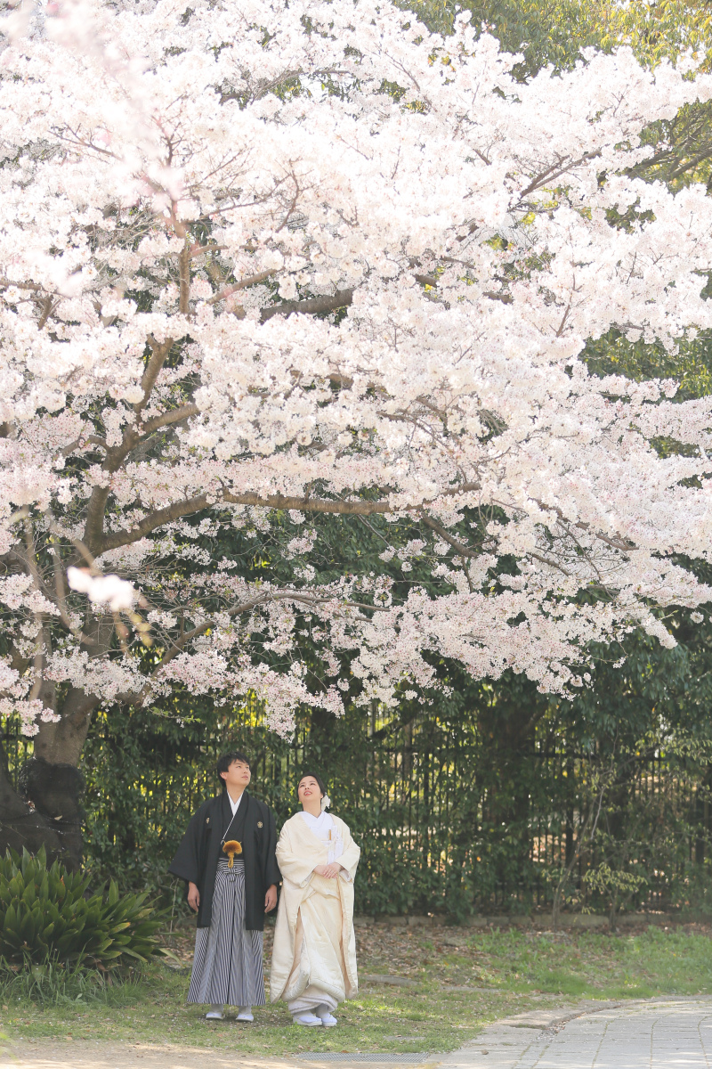 大きな桜の木の下で