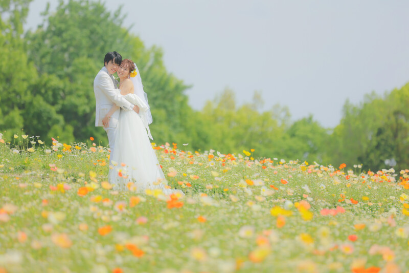 メインのネモフィラ