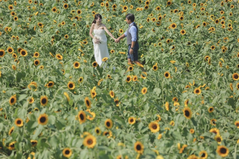 まずはひまわり畑!