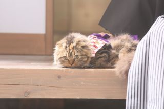 和装屋内庭園！withペット！