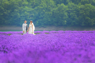 ラベンダー畑で