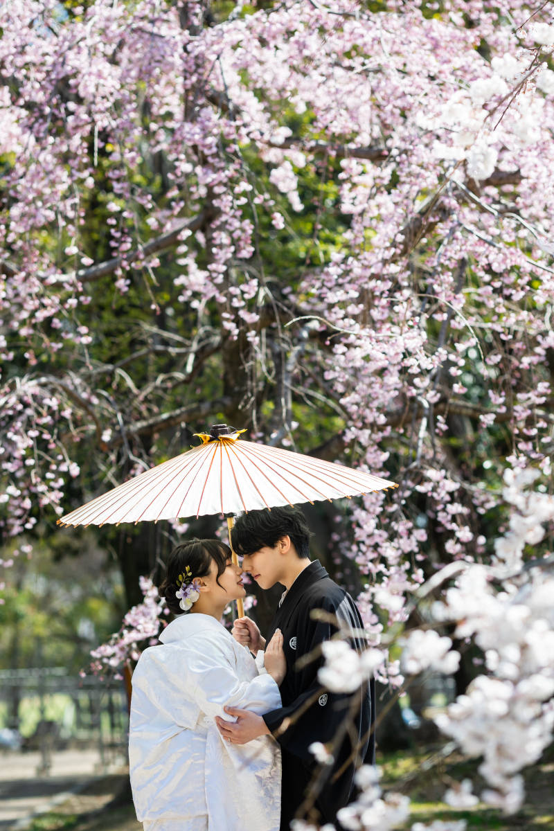 しだれ桜が満開！