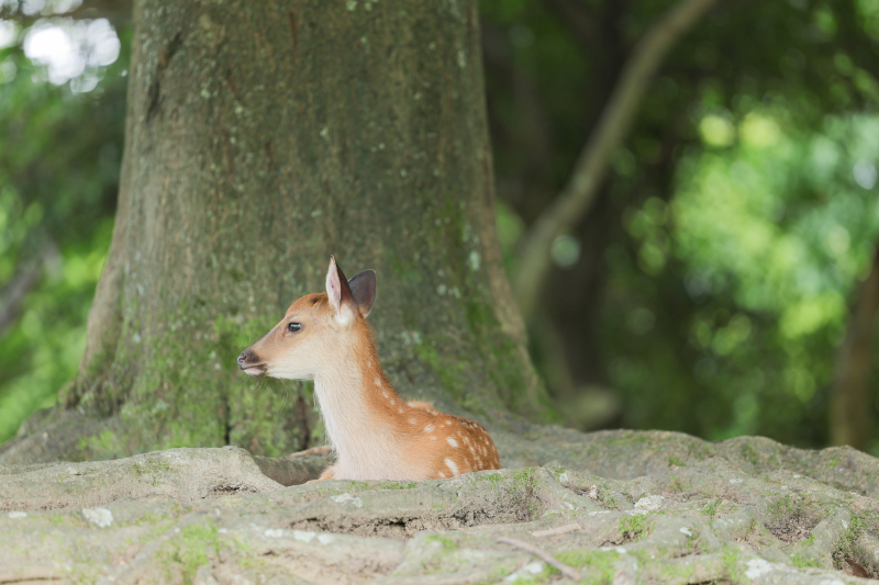 かわいいバンビ
