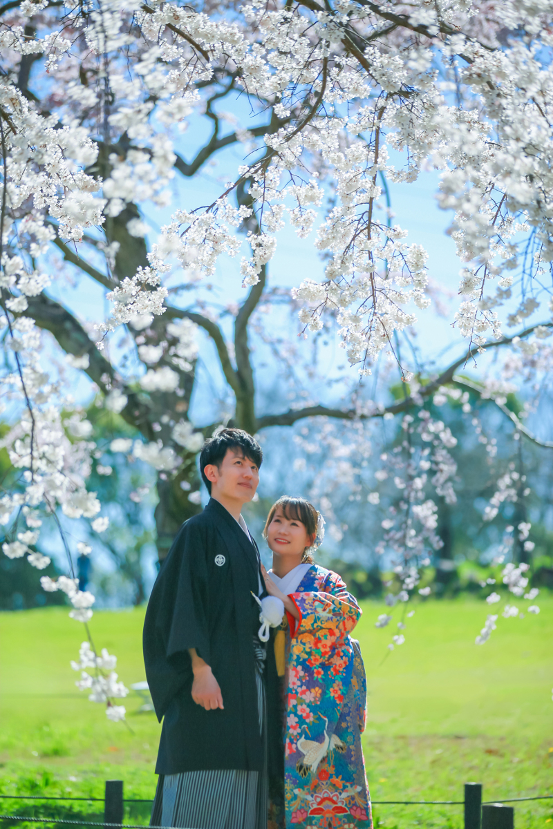 満開の桜のお花見です。