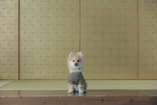 わんちゃんと一緒に