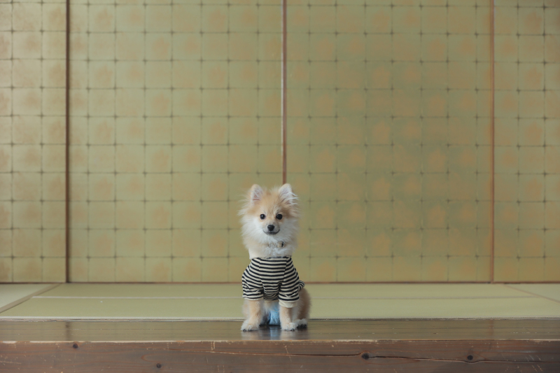 わんちゃんと一緒に