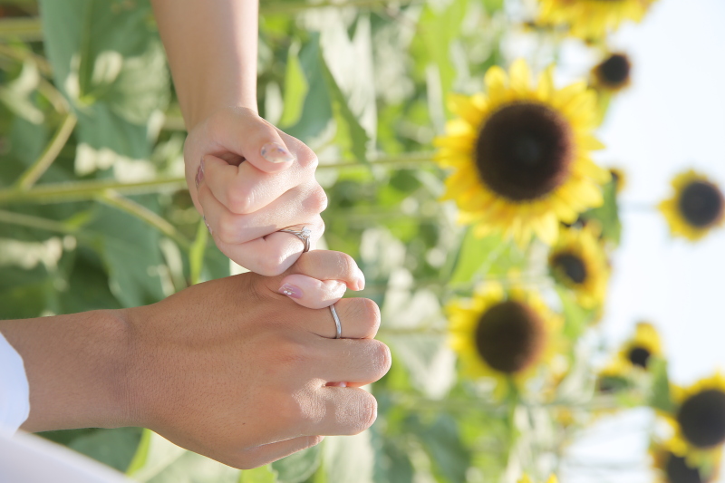 ヒマワリの約束