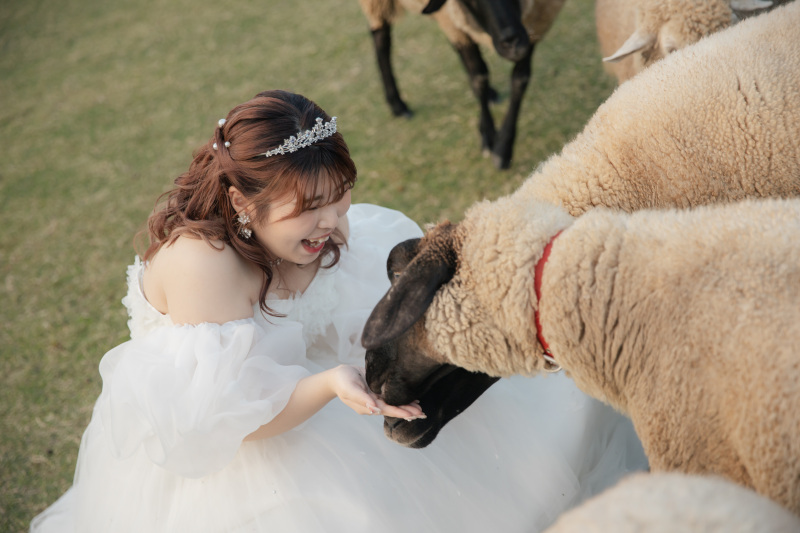 可愛い羊たちと触れ合えるのが大きな魅力。
