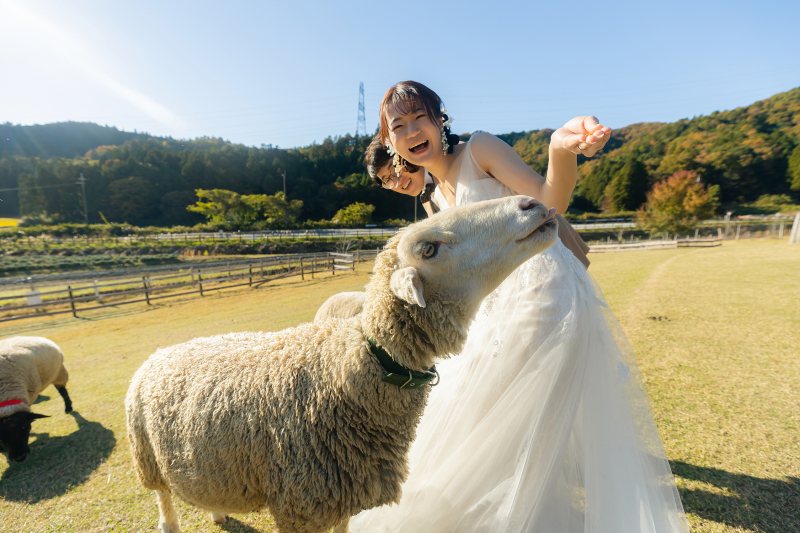 可愛い羊さんとフォトウェディング