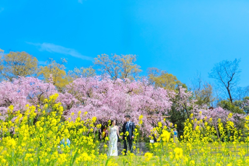 春の花の代表である桜と菜の花のコラボレーション。