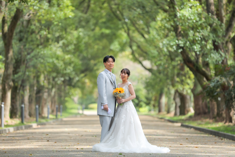 京都府立植物園の入り口すぐ近くのくすのき並木