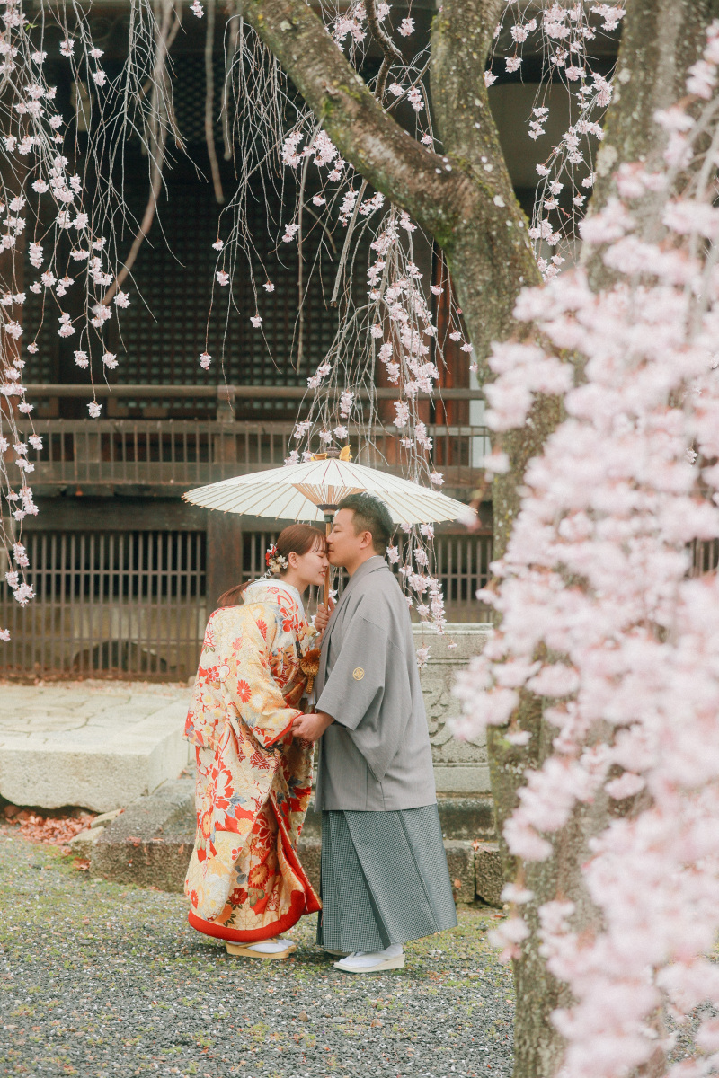 和傘x桜は相性バッチリ