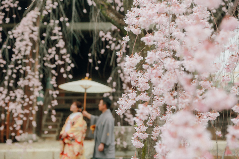桜越しに一枚