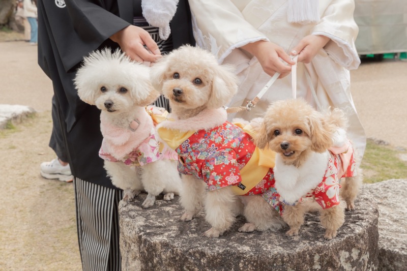 わんちゃんとも撮影を楽しめます