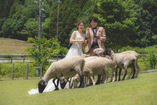 動物好き集まれ！羊さんと撮るウエディングフォト！！！