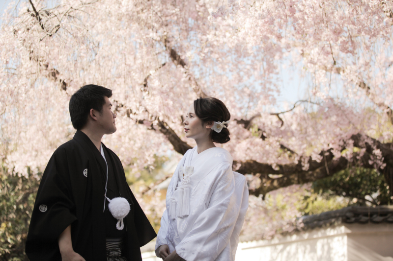 満開の枝垂れ桜の下で