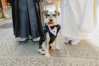 わんちゃんと一緒に八坂撮影