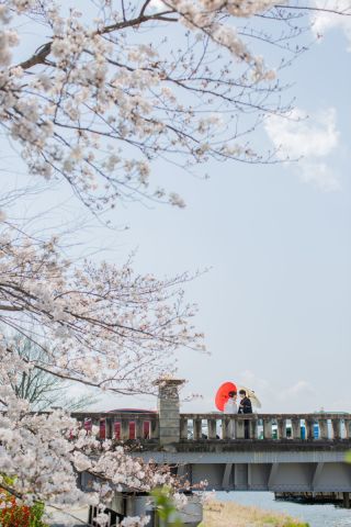 京都の日常♪春の鴨川ロケーション