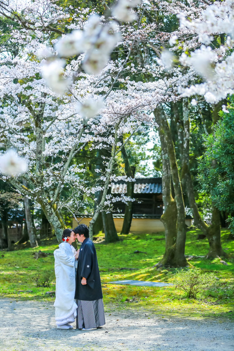 桜の色と木々の緑がとても綺麗です!!