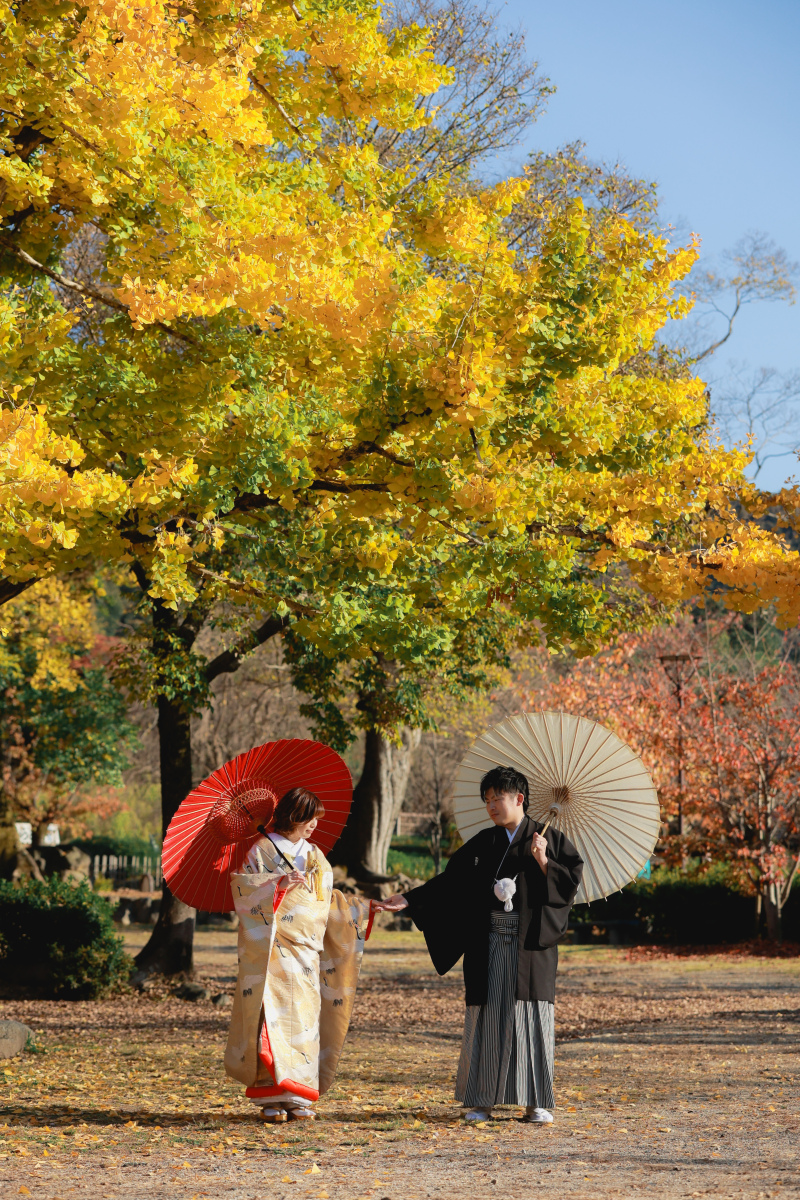 黄金の銀杏と青空のコントラスト