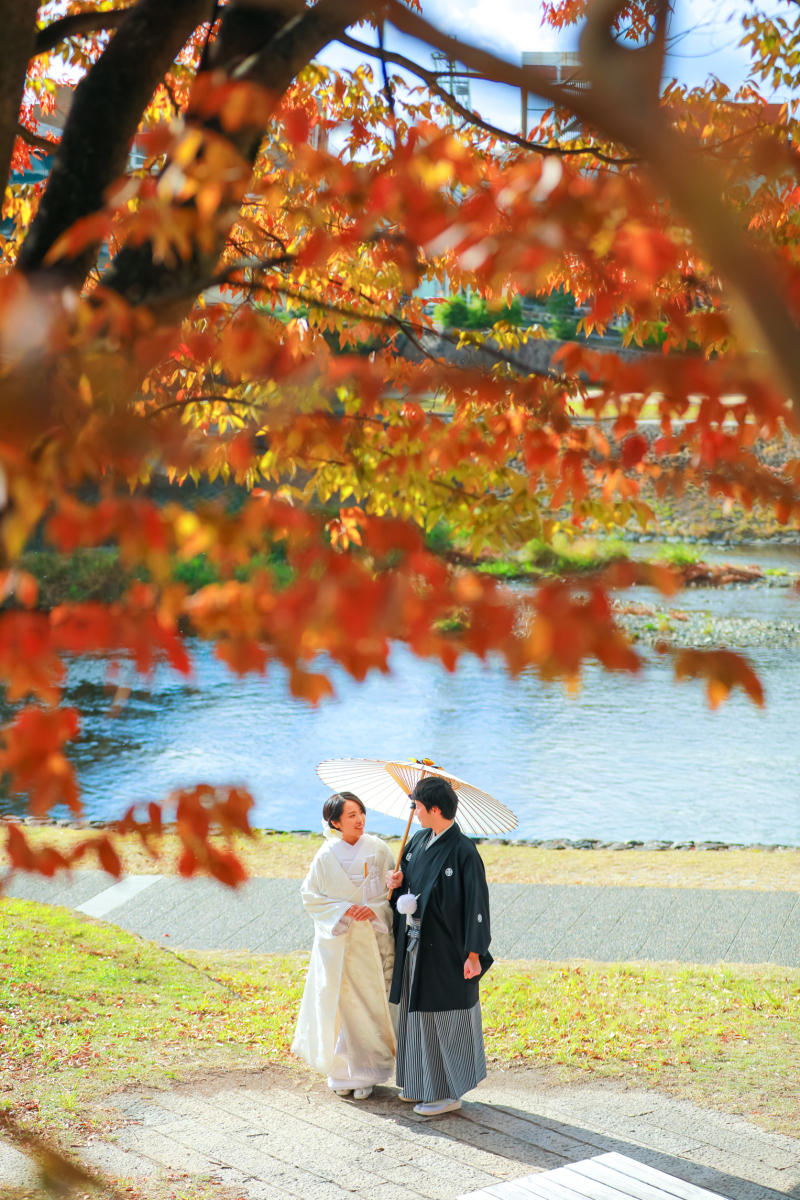 京都の鴨川の桜の葉が色づきます。