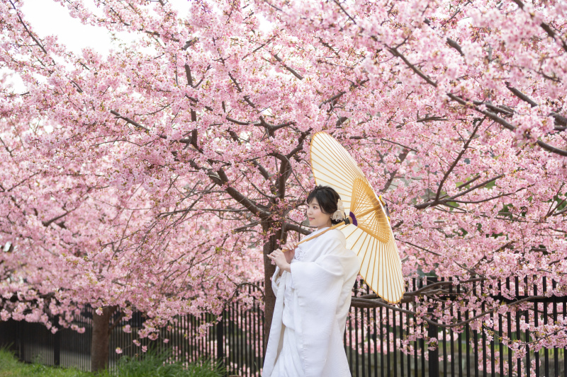 見渡す限りのピンク色♪