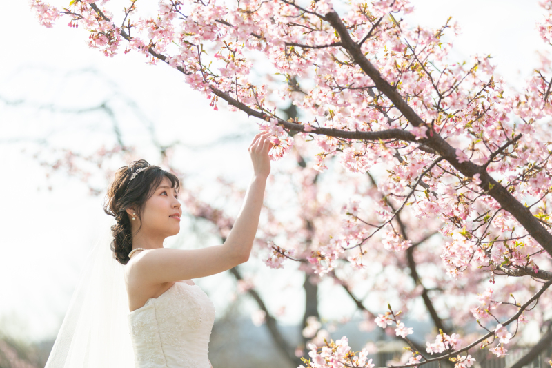 可愛いご新婦様と桜の花と。
