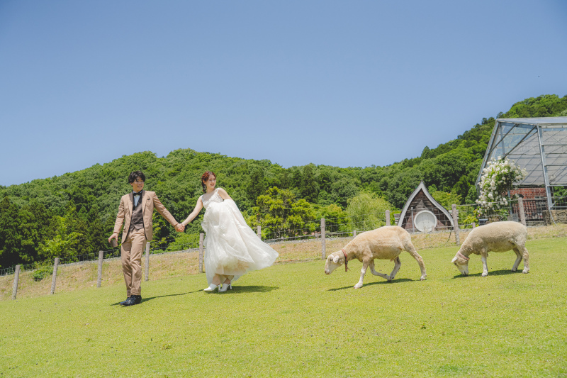 後ろから羊さんがついてくる！