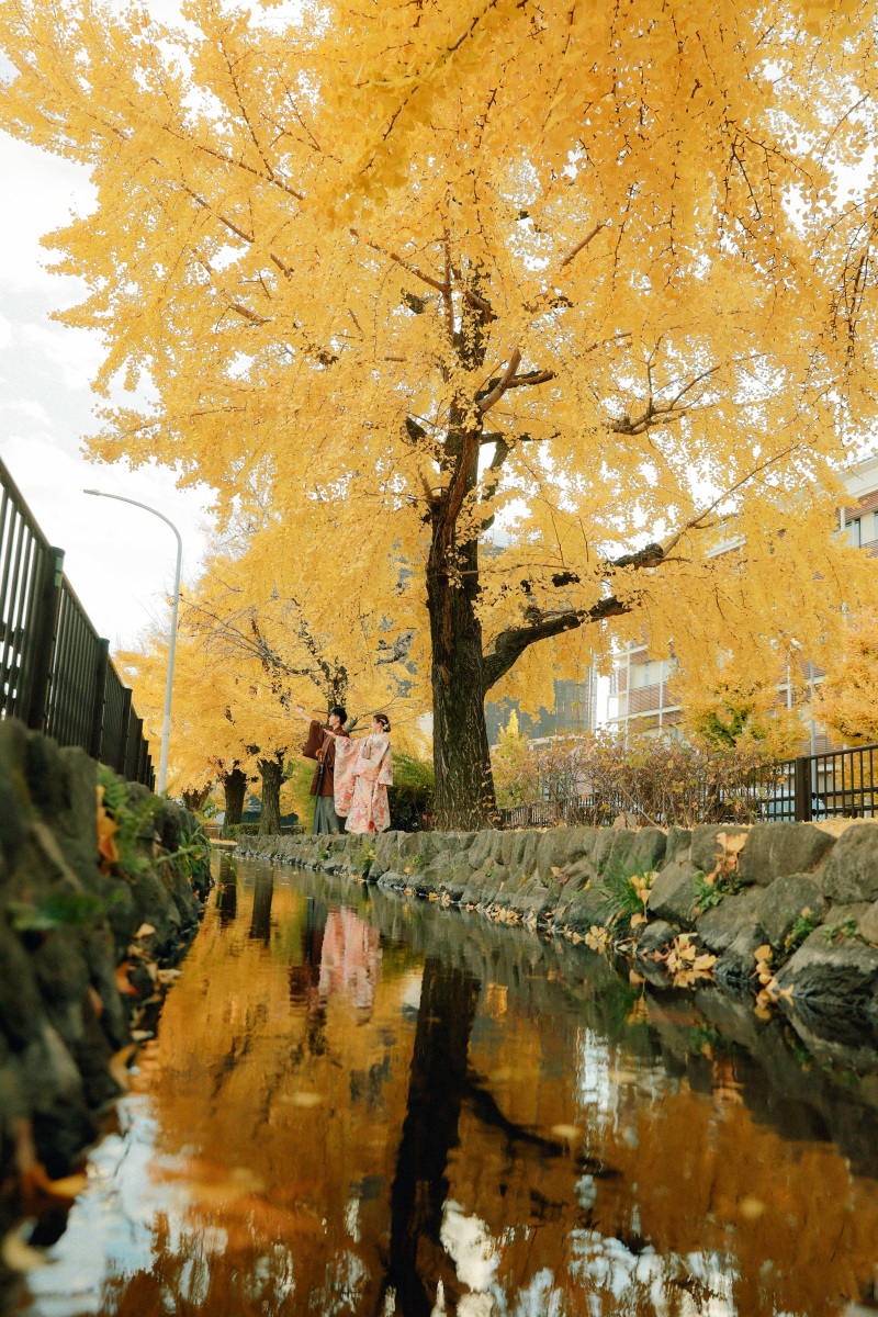 黄色の絨毯が広がる中での撮影となりました。