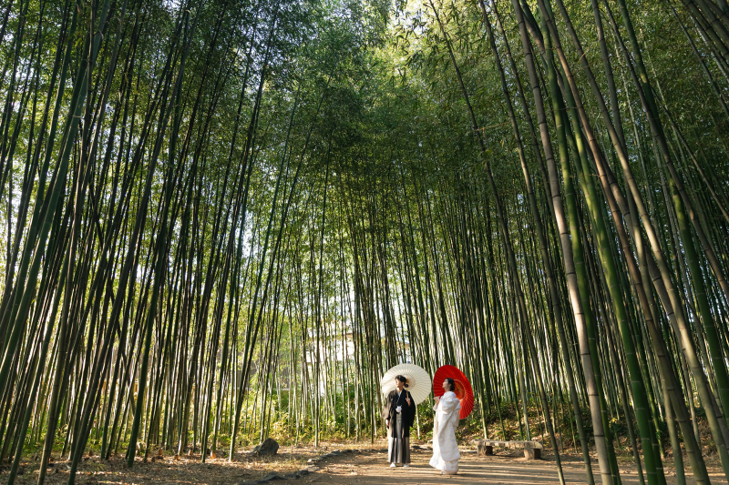 京都大覚寺の竹林の中で