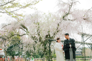 春の上賀茂神社で枝垂れ桜撮影