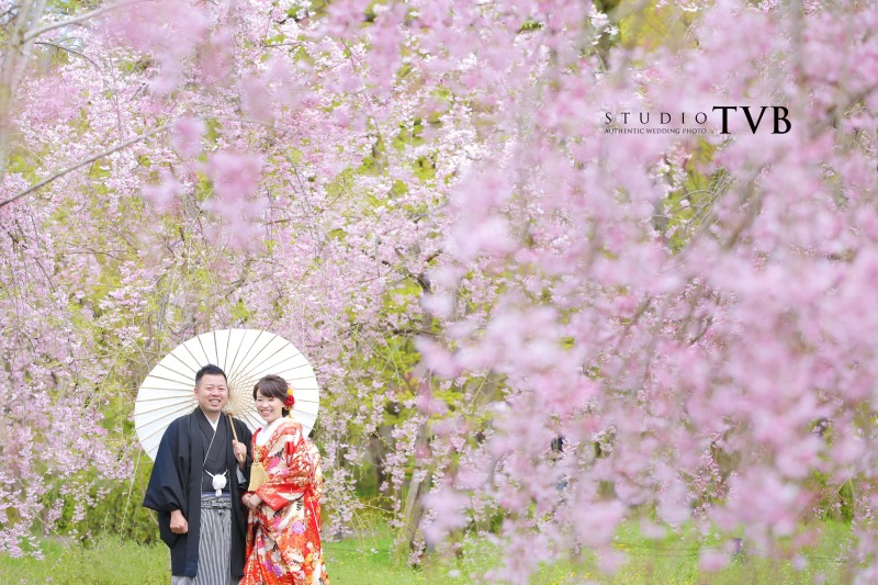 ピンクの桜もっ